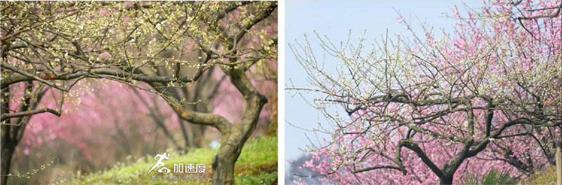 鶴鳴霧中(zhong)山(shān)賞花(huā)徒步 (4).jpg